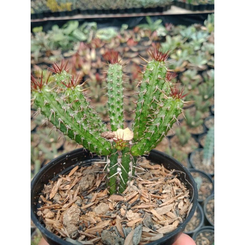 Jual Kaktus Euphorbia Baeoensis Shopee Indonesia