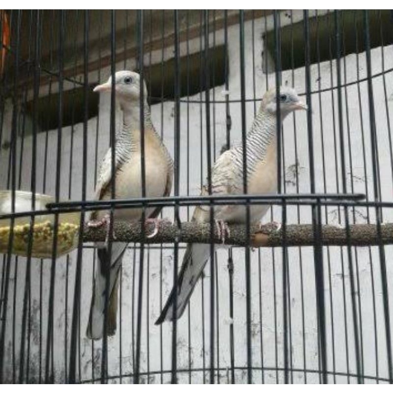 Jual Burung Perkutut Lokal Pengiriman Via Grab Dan Gojek Shopee Indonesia