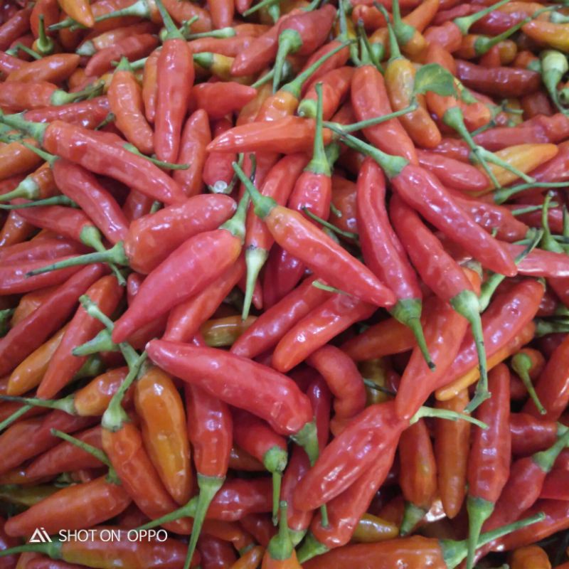 Jual Cabe Cabai Rawit Merah Ori Grm Shopee Indonesia