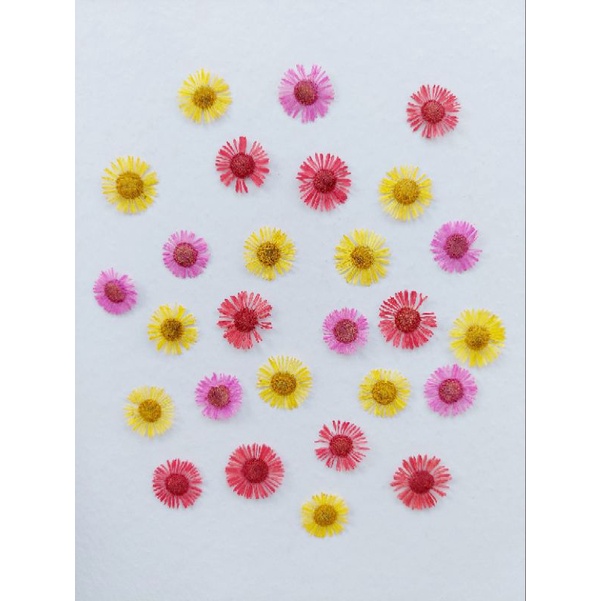 Jual Pressed Small Daisy Flower Pressed Flower Bunga Kering Dried