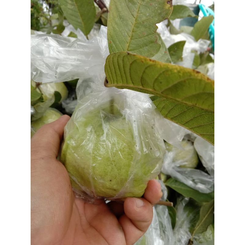 Jual Jambu Bangkok Crystal Per Kg Shopee Indonesia