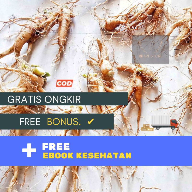 GINGSENG JAWA GINSENG JAWA Obat Herbal Tradisional Murah Som Jawa Cod