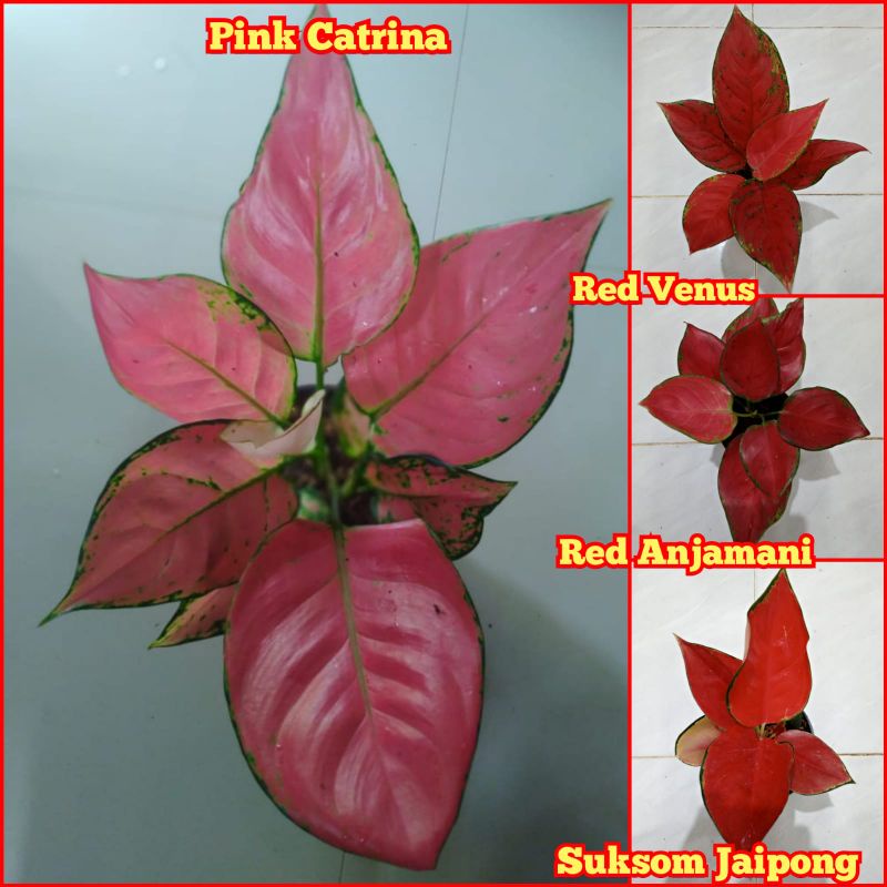 Jual Paket Aglonema Menor Suksom Jaipong Pink Catrina Red Anjamani