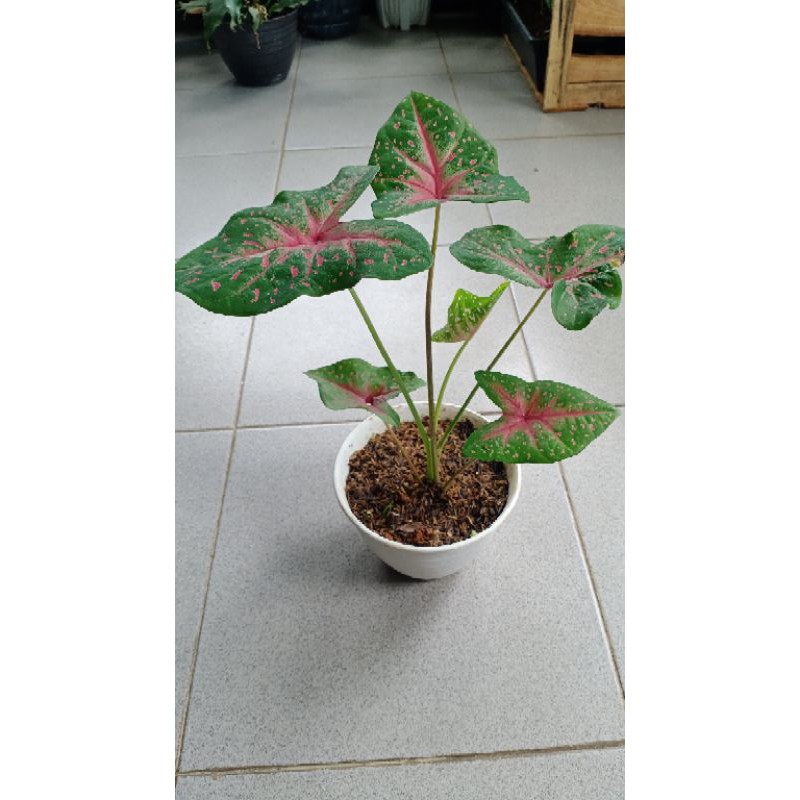 Jual Keladi Caladium Bercak Darah Cantik Khusus Pulau Jawa Shopee