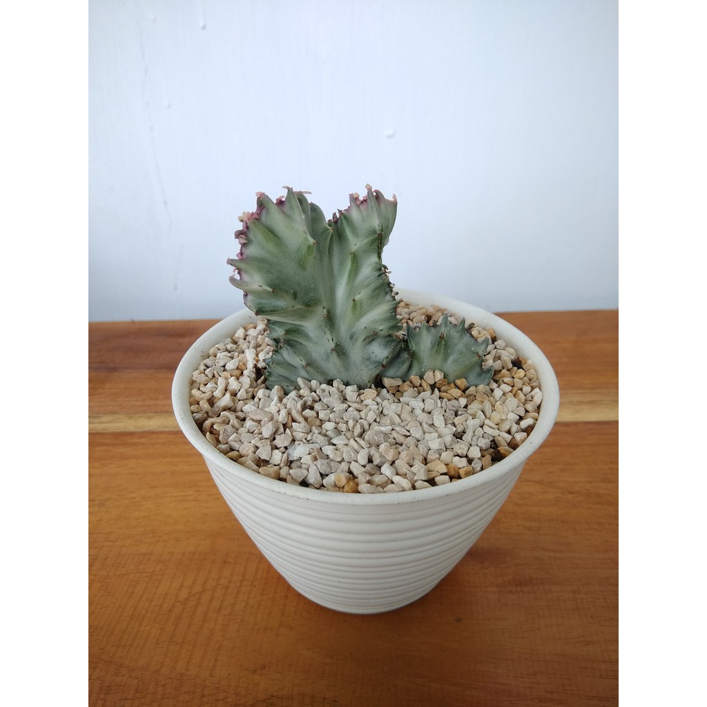 Jual Tanaman Sukulen Euphorbia Lactea Cristata White Indonesia Shopee