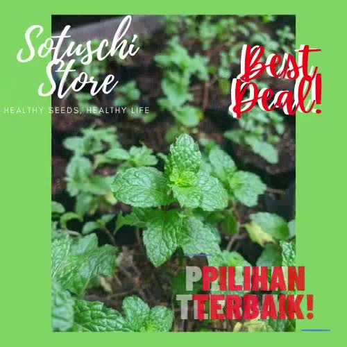 Jual Sotuschi Bibit Tanaman Daun Mint Daun Mint Segar Mint