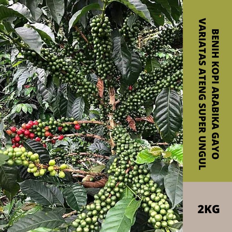 Jual Bibit Benih Kopi Ateng Super Gayo Siap Semai Ukuran Kg Shopee