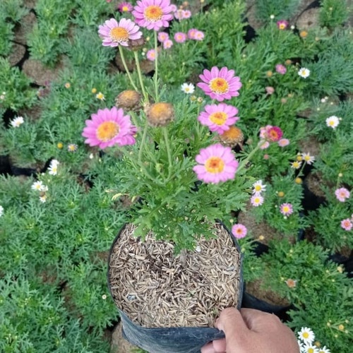 Jual Tanaman Bunga Daisy Tanaman Kenikir Cosmos Tanaman Hias