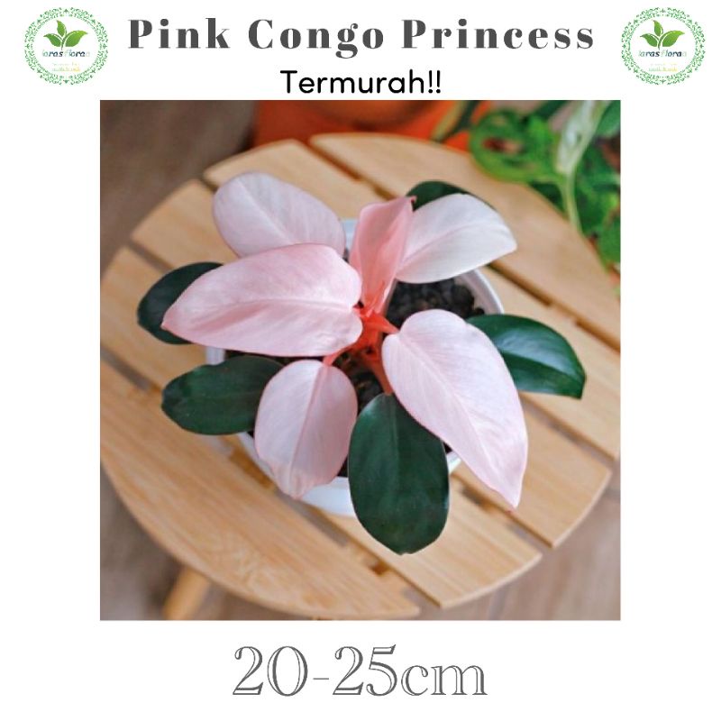 Jual Tanaman Hias Philo Pink Congo Princes Bunga Hias Philodendron