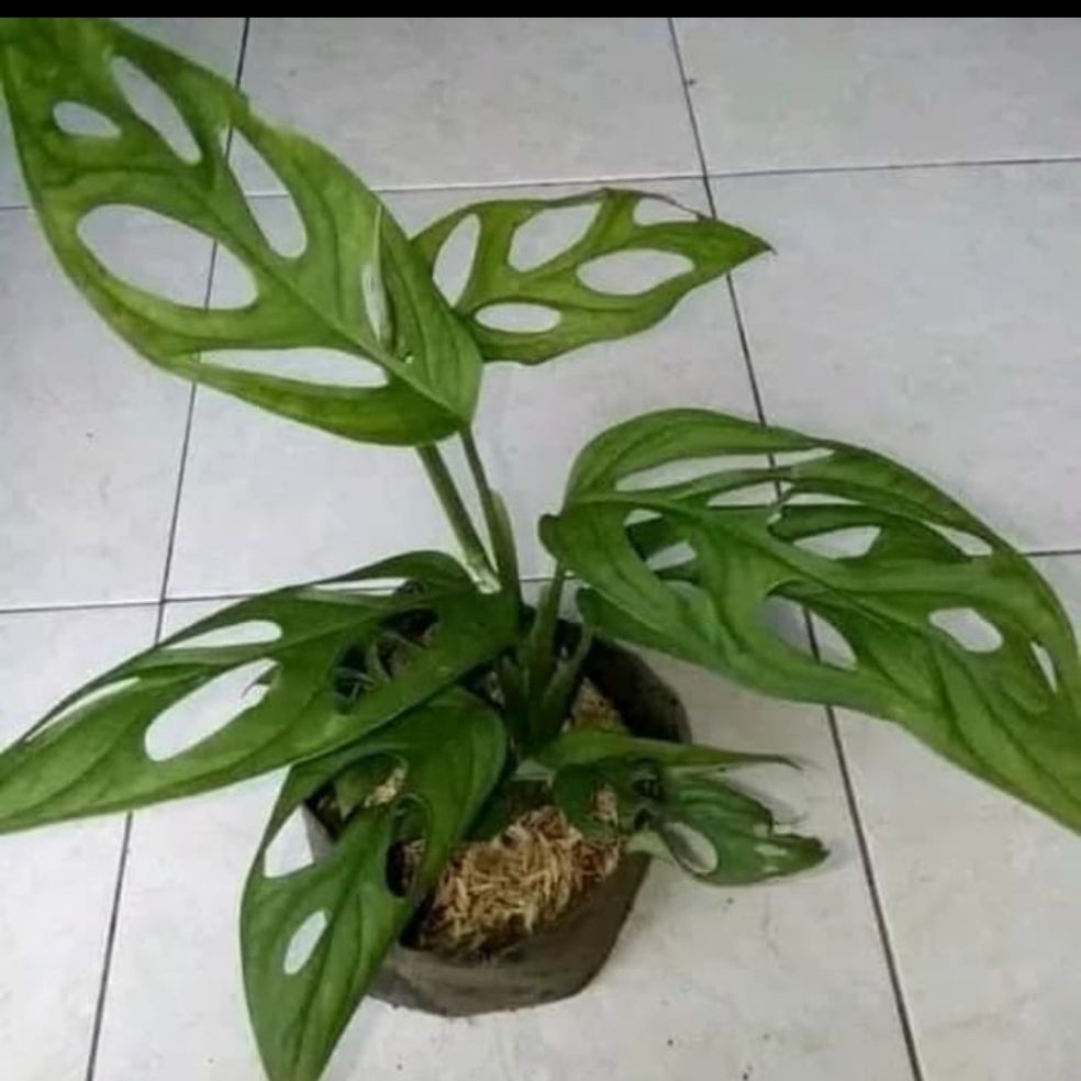 Jual Tanaman Hias Janda Bolong Daun Bolong Monstera Oblique Pohon