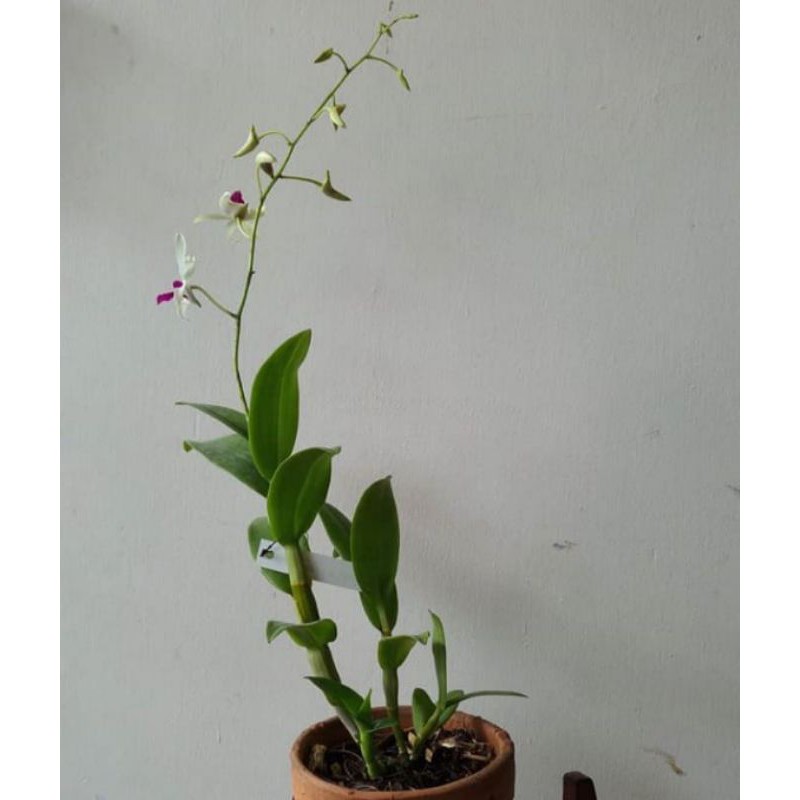 Jual Dendrobium Mesagnil X Stratiotes Shopee Indonesia