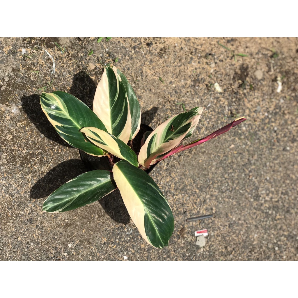 Jual Tanaman Hias Calathea Merah Putih Murah Meriah Shopee Indonesia