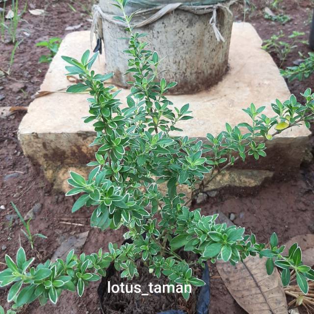 Jual Pohon Mirten Variegata Tanaman Mirten Variegata Lis Putih Shopee