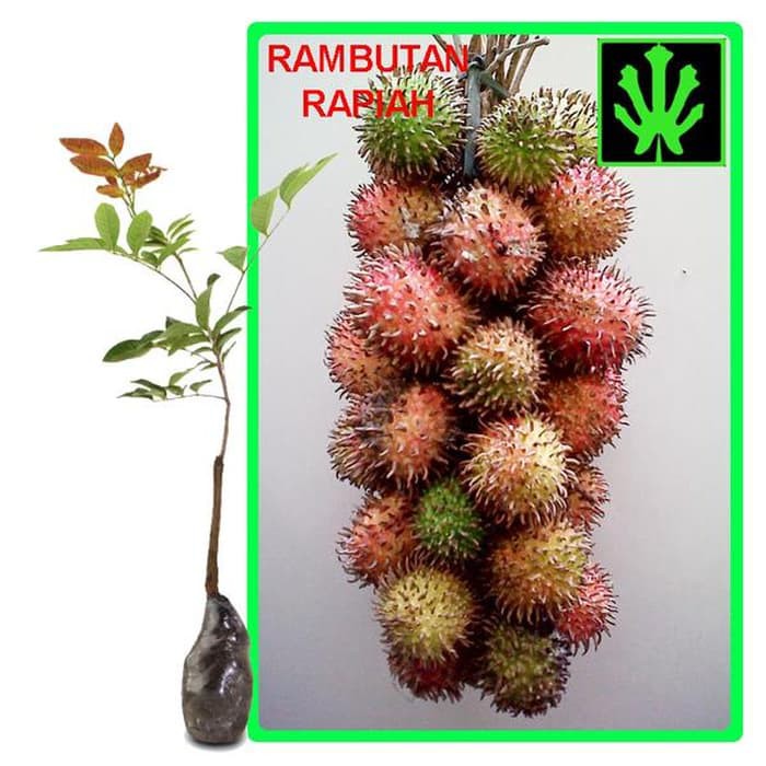 Jual Bibit Buah Rambutan Rapiah Tinggi Cm Shopee Indonesia