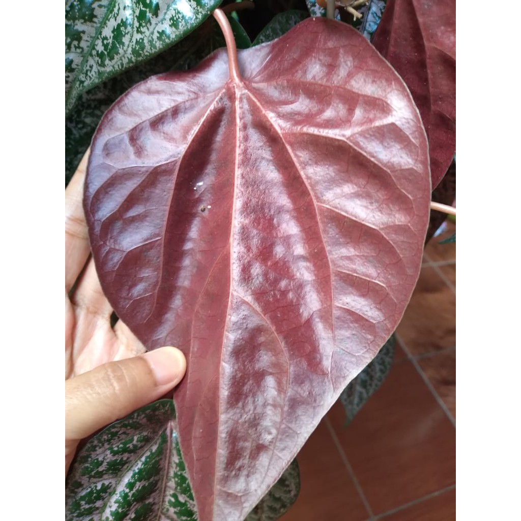 Jual DAUN SIRIH MERAH ORGANIK TDK PAKAI PESTISIDA Shopee Indonesia