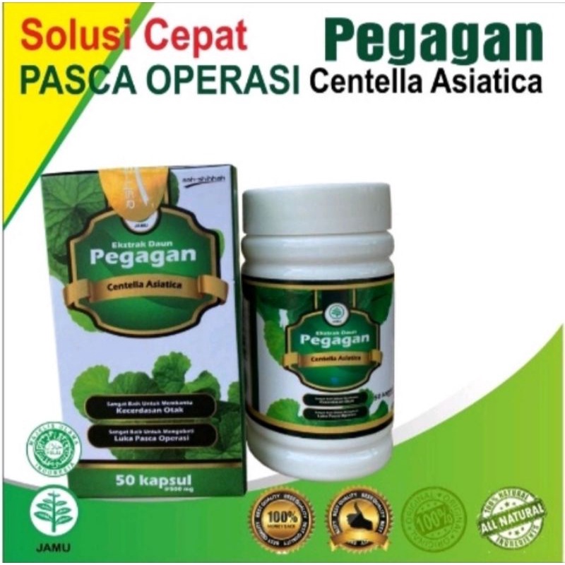 Jual KAPSUL EKSTRAK PEGAGAN 50 KAPSUL NUTRISI OTAK MENAMBAH DAYA INGAT