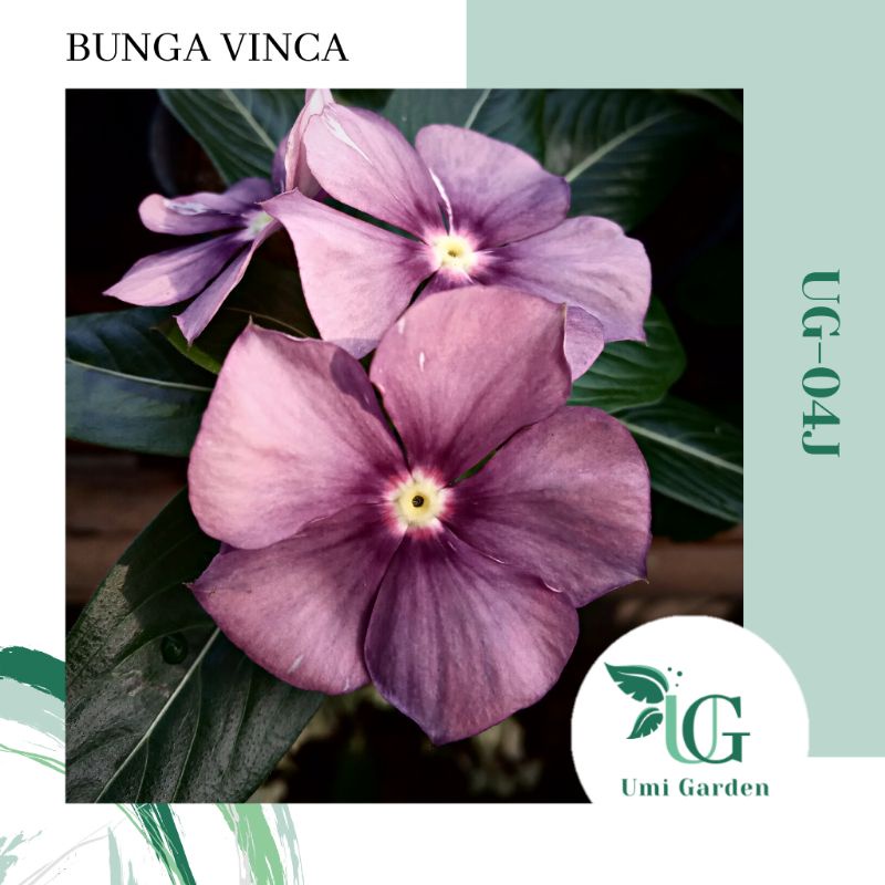 Jual 5 Biji Benih Bunga Vinca Tapak Dara Ungu Exotic Purple UG 04J