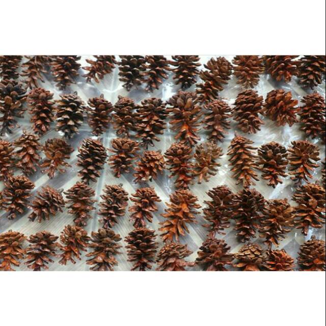 Jual BUNGA PINUS KERING SUDAH DI VERNIS MENGKILAT BERSIH Shopee Indonesia