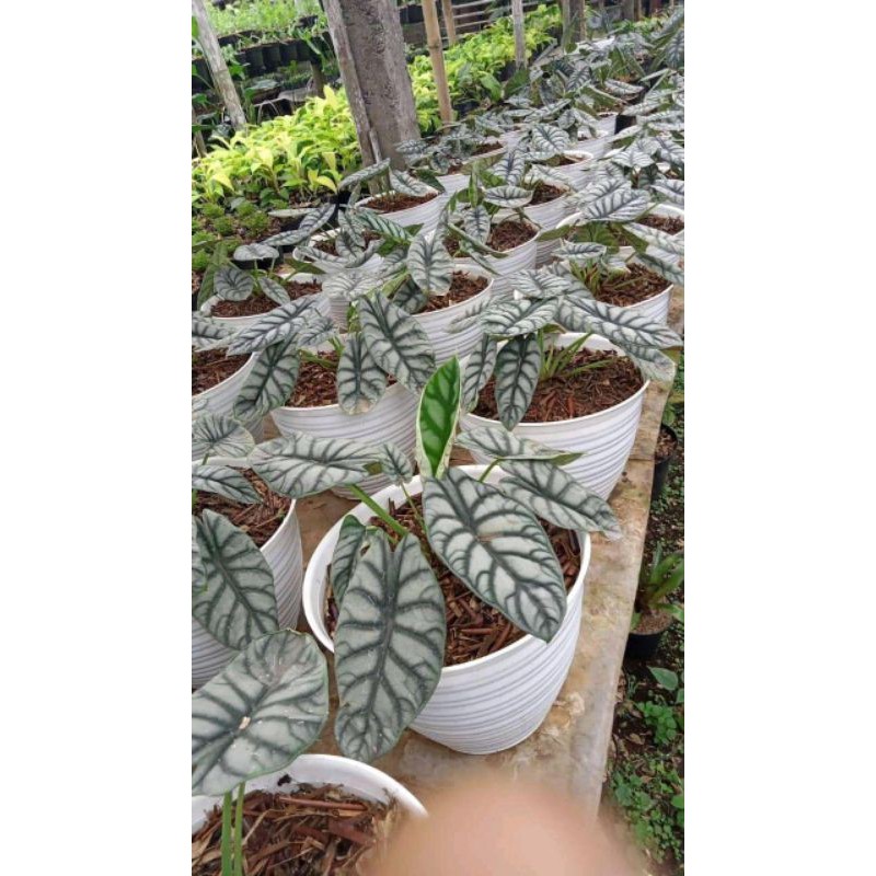 Jual ALOCASIA Silver Dragon Tanaman Hias Keladi Shopee Indonesia