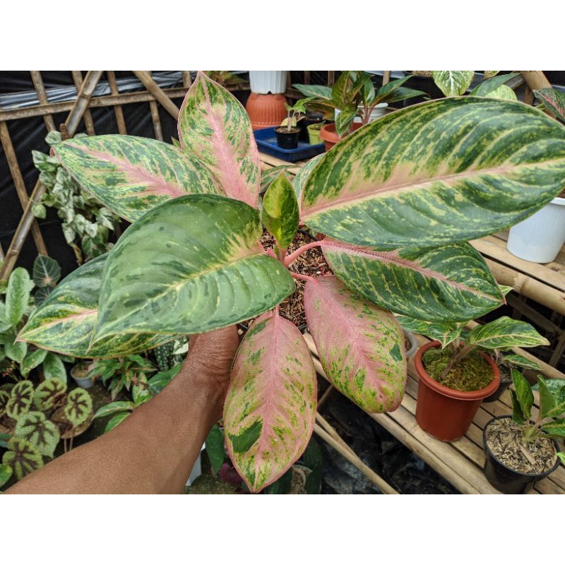 Jual Aglaonema Harley King Realpict Shopee Indonesia