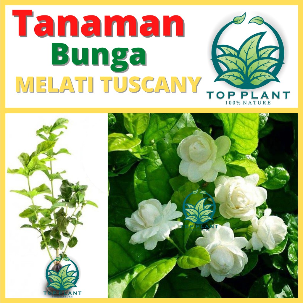 Jual Tanaman Melati Tuscany Bunga Tumpuk Tinggi Cm Bibit