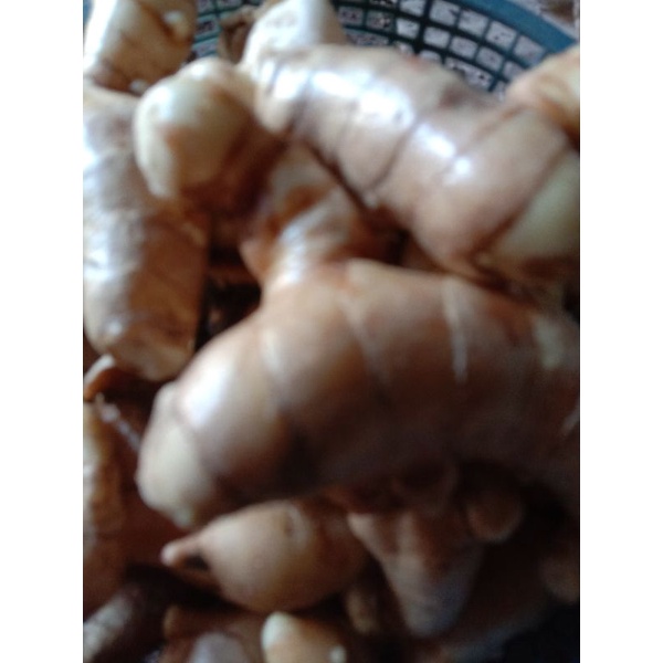 Jual Temu Giring Segar Herbal 1 Kg Shopee Indonesia