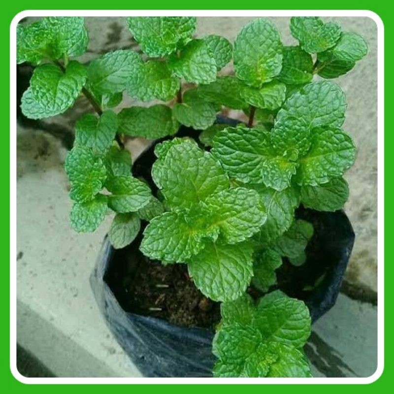 Jual MURAH Tanaman Mint Tanaman Herbal Pohon Mint Daun Mint