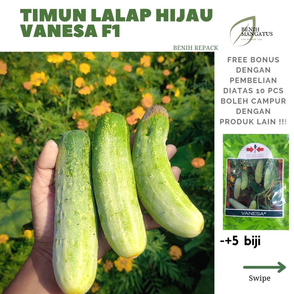 Jual C 03 Benih TIMUN LALAP HIJAU 5 BIJI Tanaman Sayuran MURAH Repack