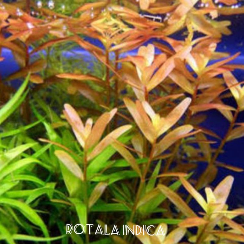 Jual Rotala Indica Tanaman Aquascape Shopee Indonesia