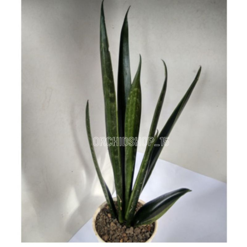 Jual Tanaman Sansevieria Trifasciata Green Arrow Nelsonii Lidah