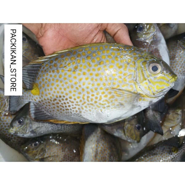 Jual Ikan Baronang Segar Ikan Segar Baronang Laut Fresh GARANSI SEGAR