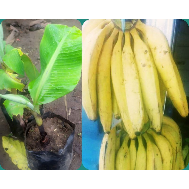 Jual Bibit Buah Pisang Tanduk Jumbo Shopee Indonesia