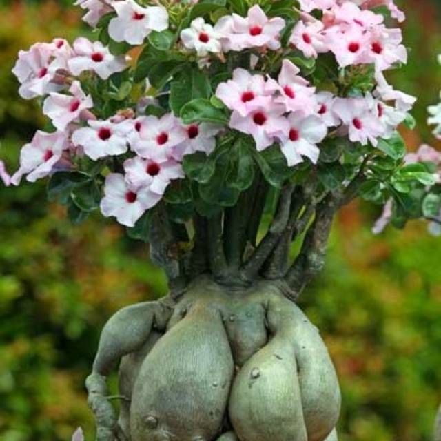 Jual Bibit Bunga Adenium Cabang Adenium Bunga Tumpuk Obesum