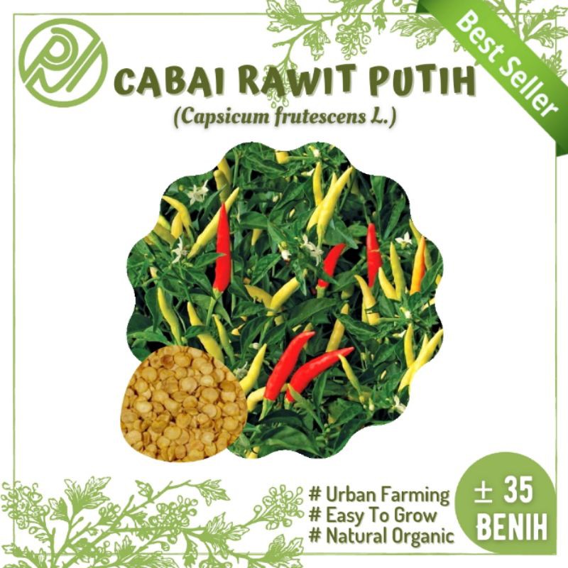 Jual Benih Cabai Rawit Putih Capsicum Frutescens L Cabe Setan