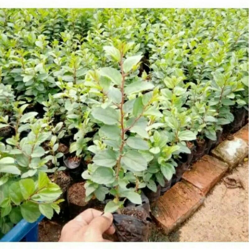 Jual Tanaman Herbal Pohon Bidara Arab Tanaman Bidara Arab Asli