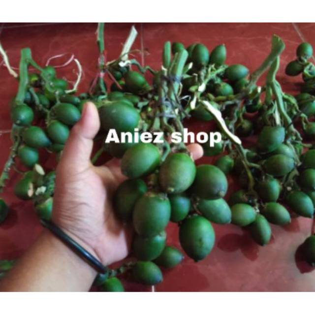 Jual Buah Pinang Segar Jambe Muda Segar Alami Shopee Indonesia