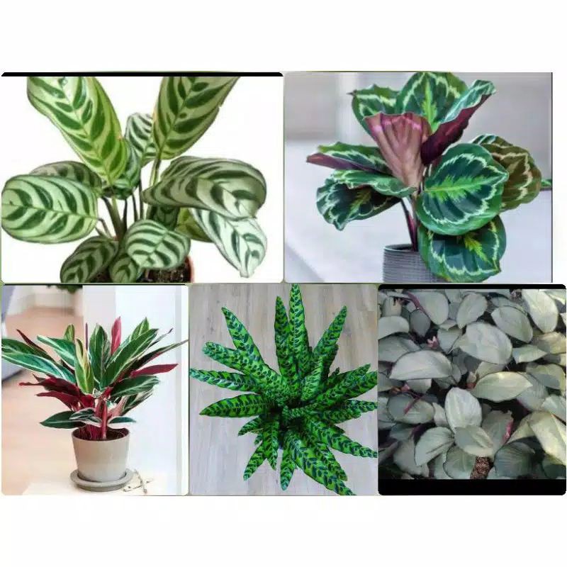 Jual Paket Hemat Pohon Calathea Cantik Nan Indah Murah Shopee Indonesia