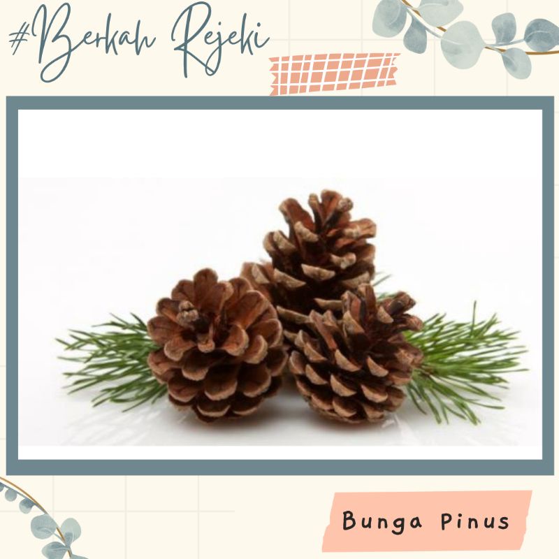 Jual Bunga Pinus Biji Pinus Kering Super Murah Untuk Kerajinan Hiasan