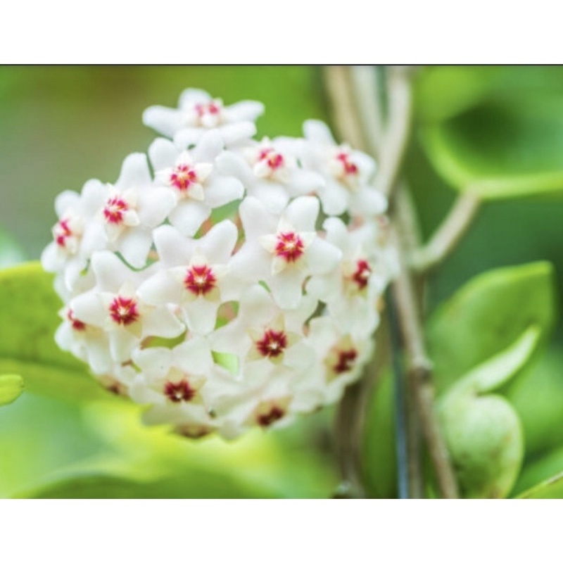 Jual Hoya Imperialis Siap Bunga Tanaman Hias Gantung Shopee Indonesia