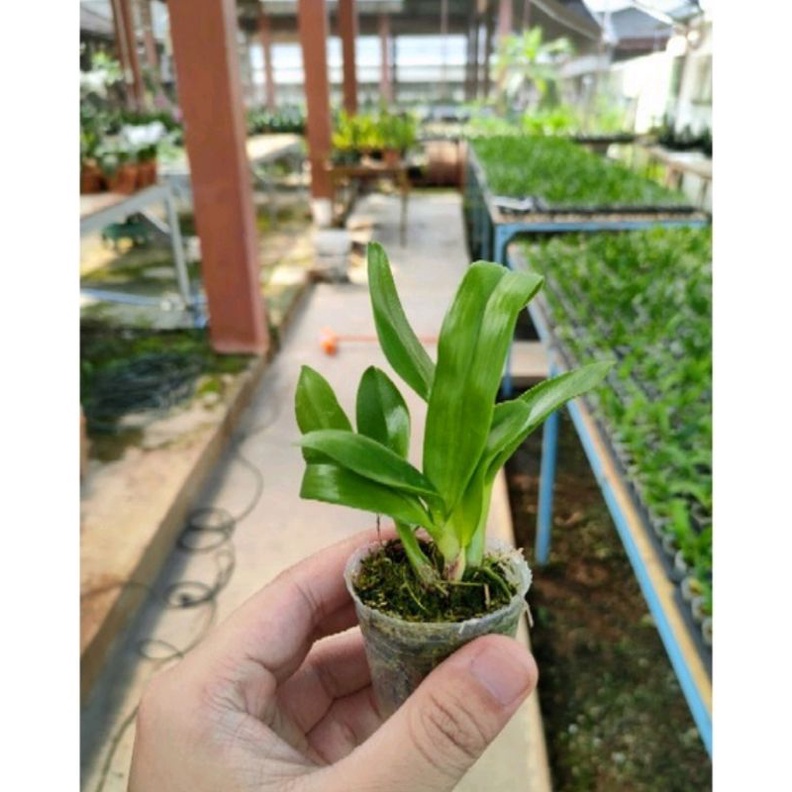 Jual Paket Seedling Anggrek Dendrobium 1 200 000 Dapat 150 Plant