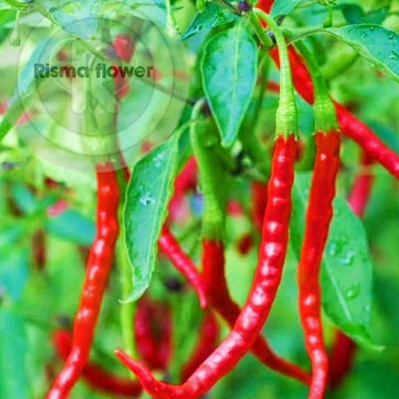 Jual Tanaman Pohon Cabe Merah Tanaman Pohon Cabai Merah Super