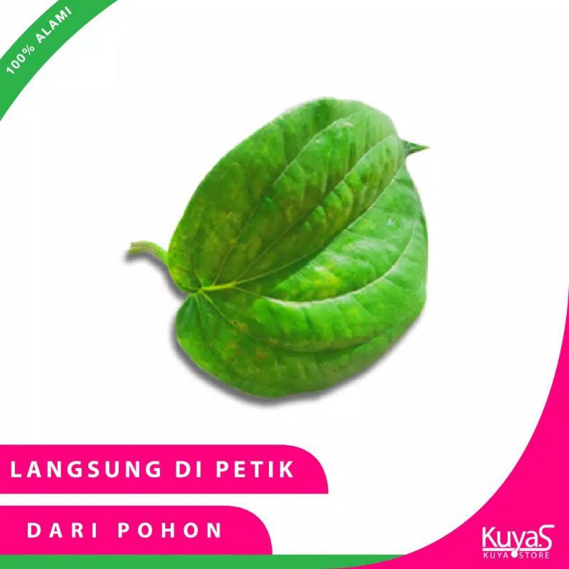 Jual Daun Sirih Segar Langsung Di Petik Shopee Indonesia