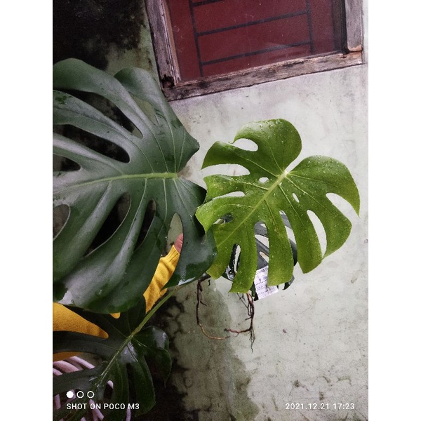 Jual Monstera King Deliciosa Dragon Shopee Indonesia