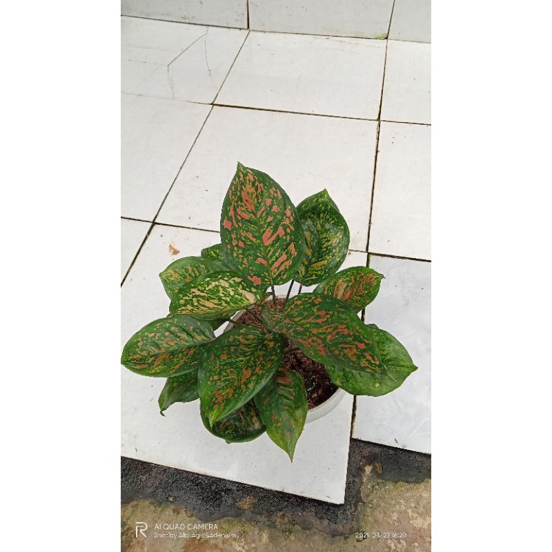 Jual Aglaonema Ruby Ciangmai Size Ukuran Jumbo Indonesia Shopee Indonesia