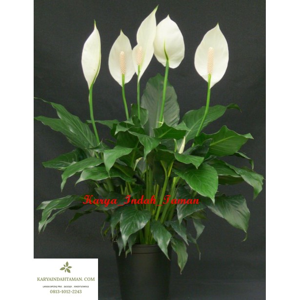 Jual Tanaman Hias Sepatufillum Tanaman Hias Peace Lily Tanaman