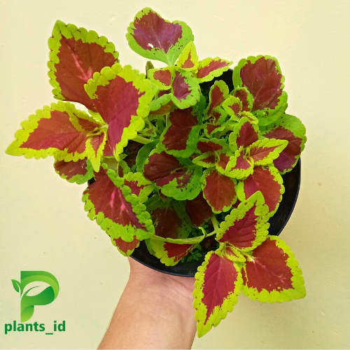 Jual Tanaman Miana Coleus Corak Bagus Dan Cantik Tanaman Hias Indor