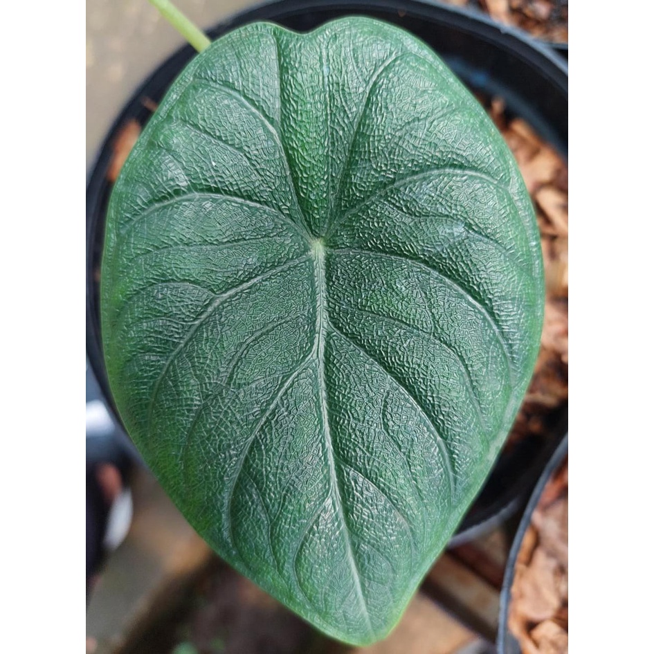 Jual Alocasia Melo Badak Remaja Shopee Indonesia