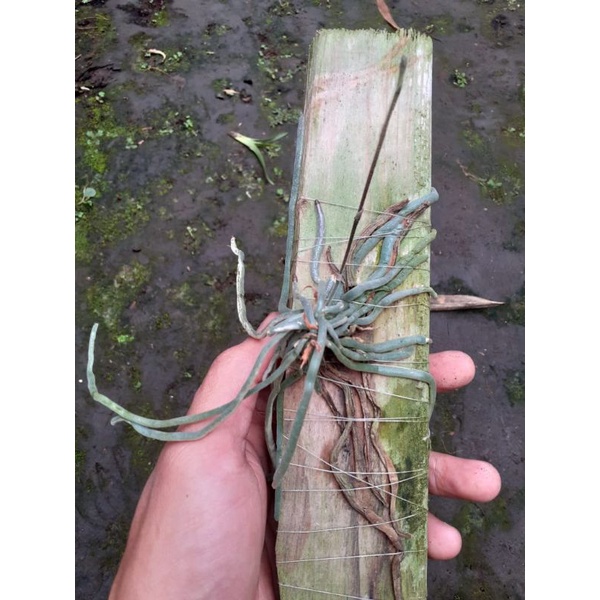 Jual Chiloschista Javanica Spike Shopee Indonesia