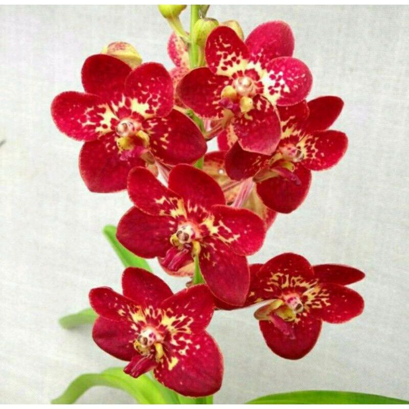 Jual Anggrek Dendrobium Dewasa Meisha Bunga Hias Anggrek Tanaman Hias