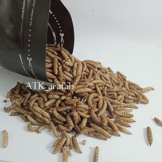 Jual MAGGOT BSF PRO Maggot Kering Dry Manggot Pakan Ikan Louhan Arwana